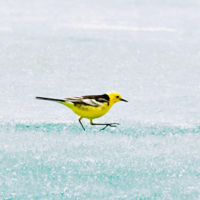Citrine wagtail